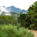 Explore the vibrant lush forests and misty mountain landscapes of Morretes, Paraná, Brazil.